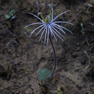 Bartholina burmanniana